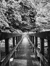 Monochrome perspective view of a long narrow wooden pedestrian bridge crossing a woodland river