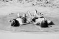 Monochrome photo. Children lie on the sand. The boys sunbathing in the water.