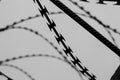 Monochrome photo of detail of barbed wire. Steel border. Prison, military or quarantine concept