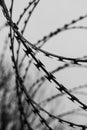 Monochrome photo of detail of barbed wire. Steel border. Prison, military or quarantine concept