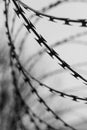 Monochrome photo of detail of barbed wire. Steel border. Prison, military or quarantine concept