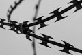 Monochrome photo of detail of barbed wire. Steel border. Prison, military or quarantine concept