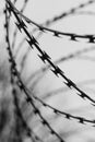 Monochrome photo of detail of barbed wire. Steel border. Prison, military or quarantine concept