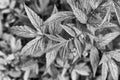 Monochrome photo. Geometric pattern of plant leaves. Natural floral background. Selective focus