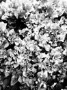 Monochrome photo of paper flower bush