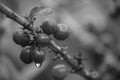 Monochrome Photo of Red Kopi Lintong Beans Arabica Typica From Lintongnihuta, Humbang Hasundutan, North Sumatra, Indonesia Royalty Free Stock Photo