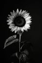 Monochrome photo of sunflower against black background Royalty Free Stock Photo