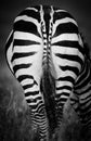 Monochrome photo of zebra`s rear pattern