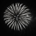 A monochrome photograph capturing a single large firework exploding in the night sky Royalty Free Stock Photo