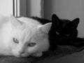 monochrome photograph of a white and black cat staring straight into the camera