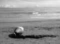 Monochrome photography of the Italian coast with seashells and algae