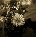 A monochrome picture of a Chrysanthemum flower