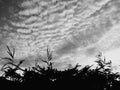 Silhouettes of different plants in front of the evening sky