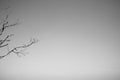 Monochrome picture of dried branches of dead tree isolated on the blue sky background with copy space for adding text