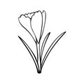 Monochrome picture, spring flowers, delicate crocus flower, vector illustration Royalty Free Stock Photo