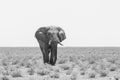 Monochrome portrait african elephant loxodonta africana walking in savanna Royalty Free Stock Photo