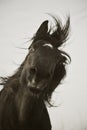 Monochrome portrait of black horse with white star shaking mane Royalty Free Stock Photo