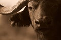 Monochrome portrait of Buffalo face Royalty Free Stock Photo