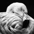 Monochrome Portrait of a Chilean flamingo