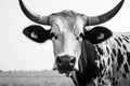 Monochrome Portrait of a Curious Cow, created by Generative AI