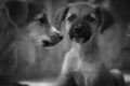 Monochrome portrait of cute puppies in an animal shelter Royalty Free Stock Photo