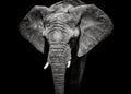 Monochrome portrait elephant Royalty Free Stock Photo