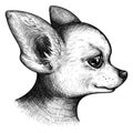 Monochrome portrait head chihuahua dog puppy pet animal sketch vector
