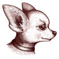 Monochrome portrait head chihuahua dog puppy pet animal sketch vector