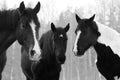 Monochrome portrait of three horses in different colors