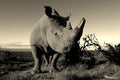 Monochrome portrait of white rhino Royalty Free Stock Photo