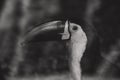 Monochrome profile portrait of the channel-billed toucan (Ramphastos vitellinus)