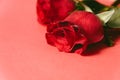 Monochrome of red roses on rd background. close up of wet rip red roses on red background Royalty Free Stock Photo