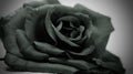 Monochrome rose.