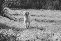 Monochrome running dog portrait Royalty Free Stock Photo