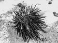 Monochrome sea urchin shell Royalty Free Stock Photo