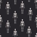 Monochrome seamless pattern with realistic skeletons on black background. Anatomical backdrop with human skeletal system Royalty Free Stock Photo