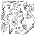 Hand Drawn Grape Branches and Vine Set