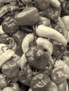 Monochrome sepia close up of bright l mixed variety peppers