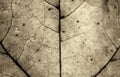 Monochrome sepia macro close up of an autumn leaf showing cells and veins