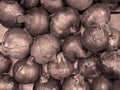 Monochrome sepia toned image of organic onions with uneven shapes and rough skins