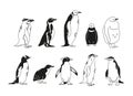 Monochrome Set of Penguins Various Species, Emperor, Adelie, Gentoo, Rockhopper, King and Macaroni, Fluffy, and African