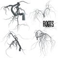 Set of tree roots Royalty Free Stock Photo