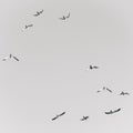 Monochrome shot of beautiful seagulls in a cloudless sky over the Lake Sevan Royalty Free Stock Photo