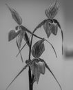 Monochrome shot of a delicate orchid in a vase.