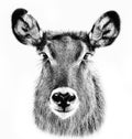 Monochrome shot of the Ellipse Waterbuck head isolated on the white background Royalty Free Stock Photo