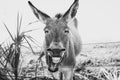 Monochrome shot of the laughing donkey Royalty Free Stock Photo