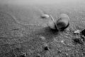 Monochrome shot of sea shell on the golden sand of the beack Royalty Free Stock Photo