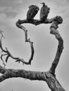 Monochrome shot of two vultures perched on twisted branch of dead tree