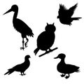 Monochrome silhouettes of different species of birds Royalty Free Stock Photo