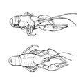 Monochrome sketch of Crayfish. Hand drawn illustration